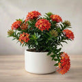 Ixora Plant Sapling (1pc)