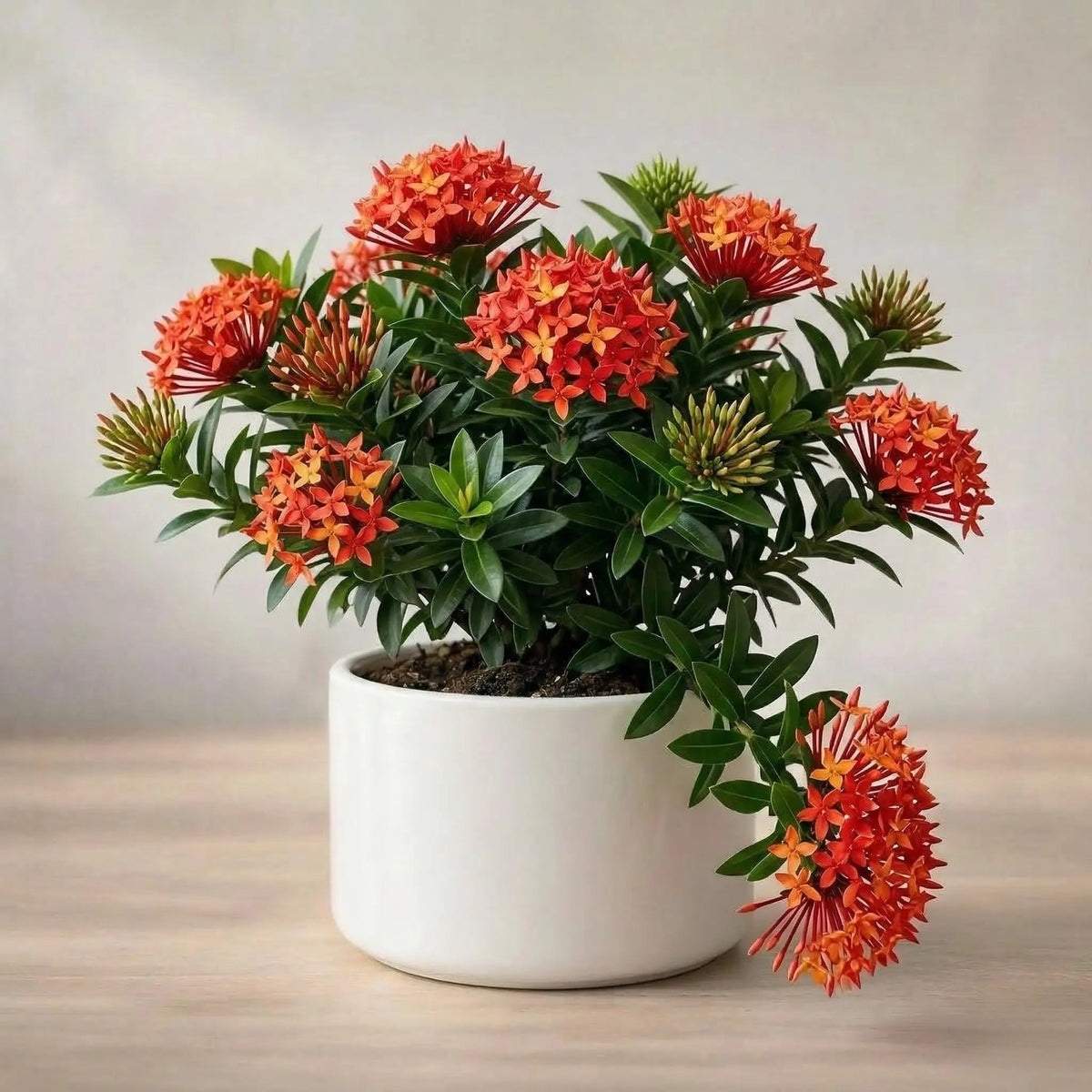Ixora Plant Sapling (1pc)