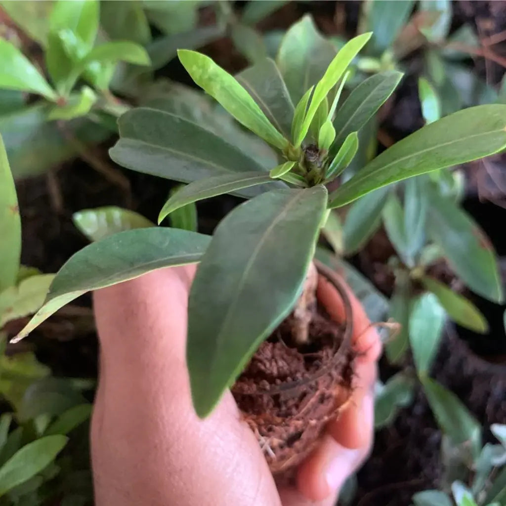 Ixora Plant Sapling (1pc)