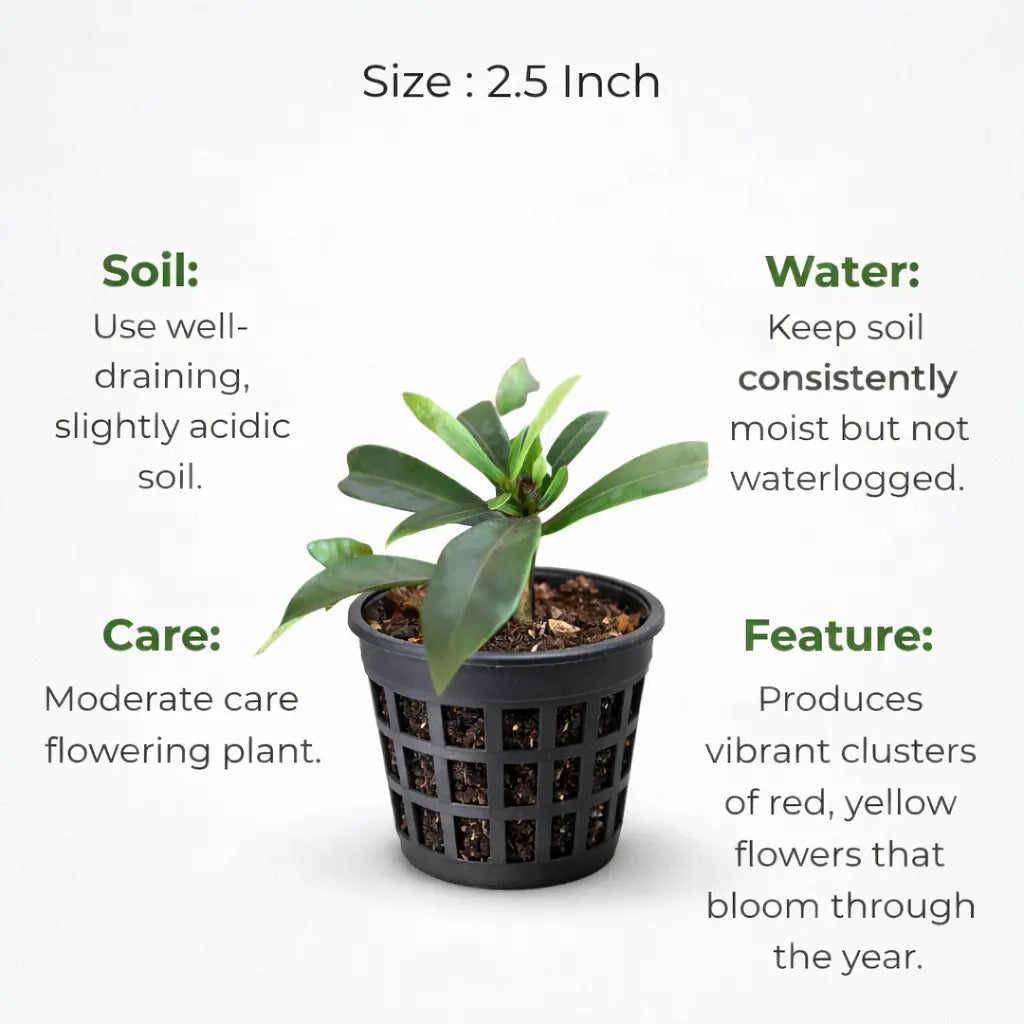 Ixora Plant Sapling (1pc)