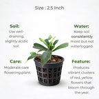Ixora Plant Sapling (1pc)
