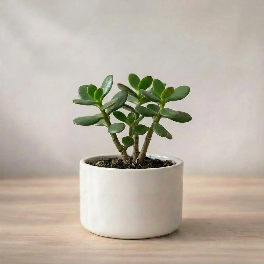 Jade Plant Sapling (1pc)