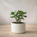 Jade Plant Sapling (1pc)