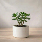 Jade Plant Sapling (1pc)