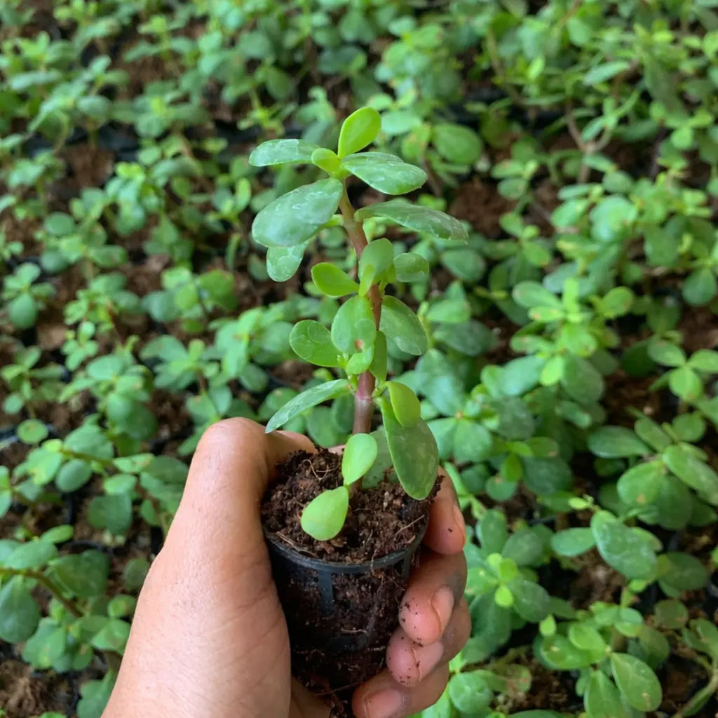 Jade Plant Sapling (1pc)