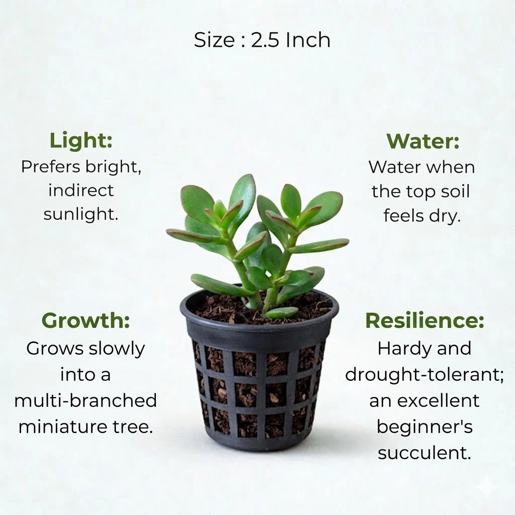 Jade Plant Sapling (1pc)