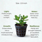 Jade Plant Sapling (1pc)