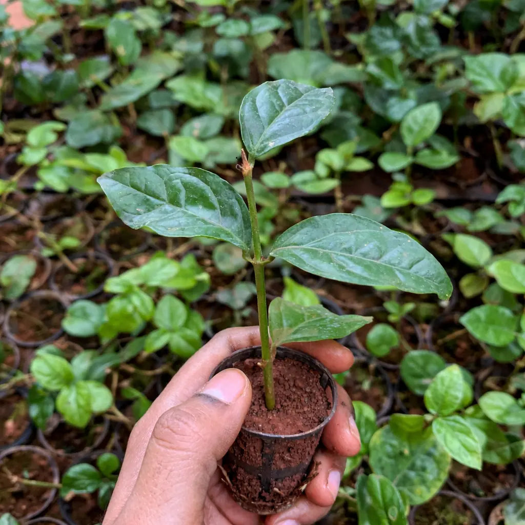 Jasmine Plant Sapling (1pc)