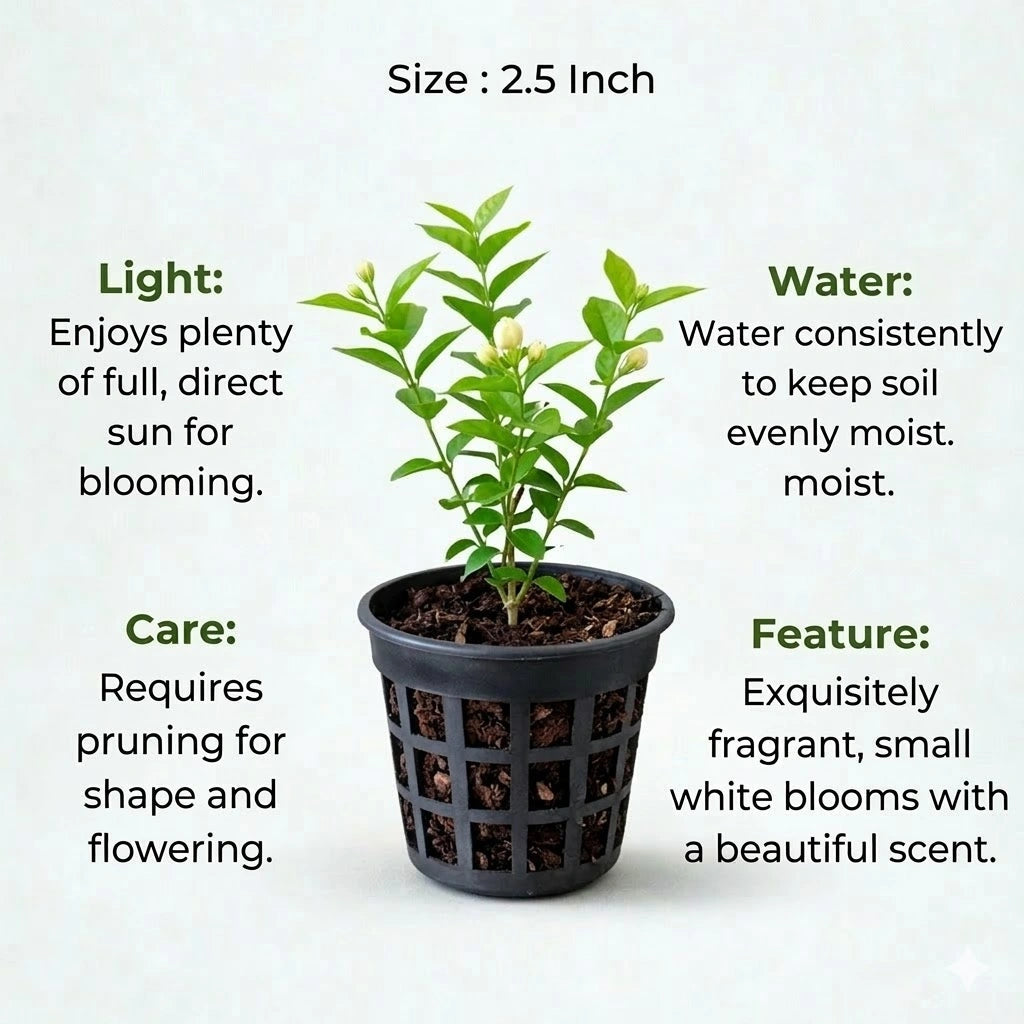 Jasmine Plant Sapling (1pc)