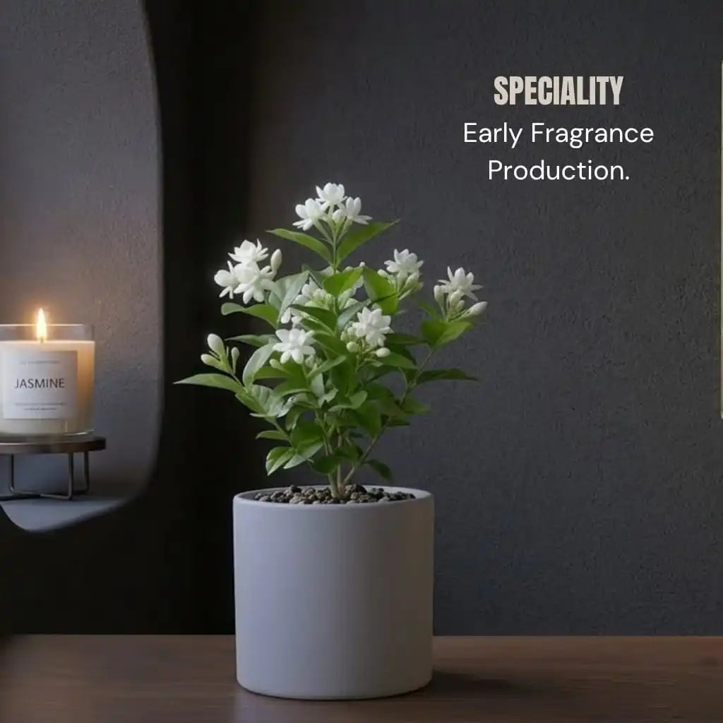 Jasmine Plant Sapling (1pc)