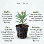 Kaner, Nerium Oleander Plant Sapling (1pc)