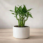 Lucky Bamboo Plant Saplings (3pcs)