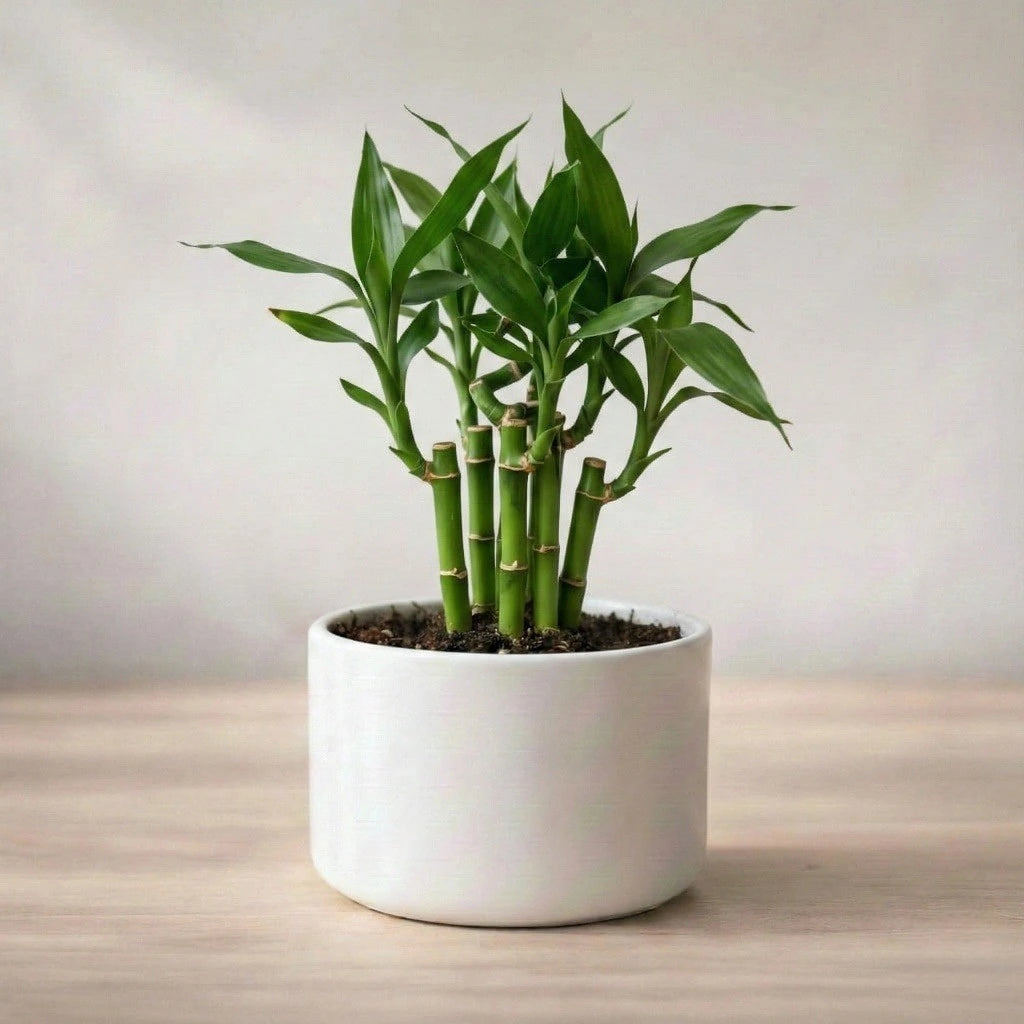 Lucky Bamboo Plant Saplings (3pcs)