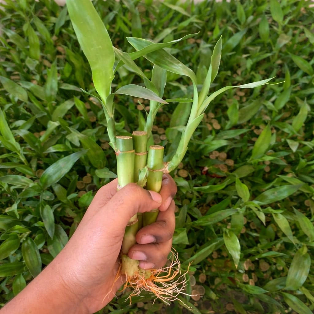 Lucky Bamboo Plant Saplings (3pcs)
