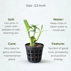 Lucky Bamboo Plant Saplings (3pcs)