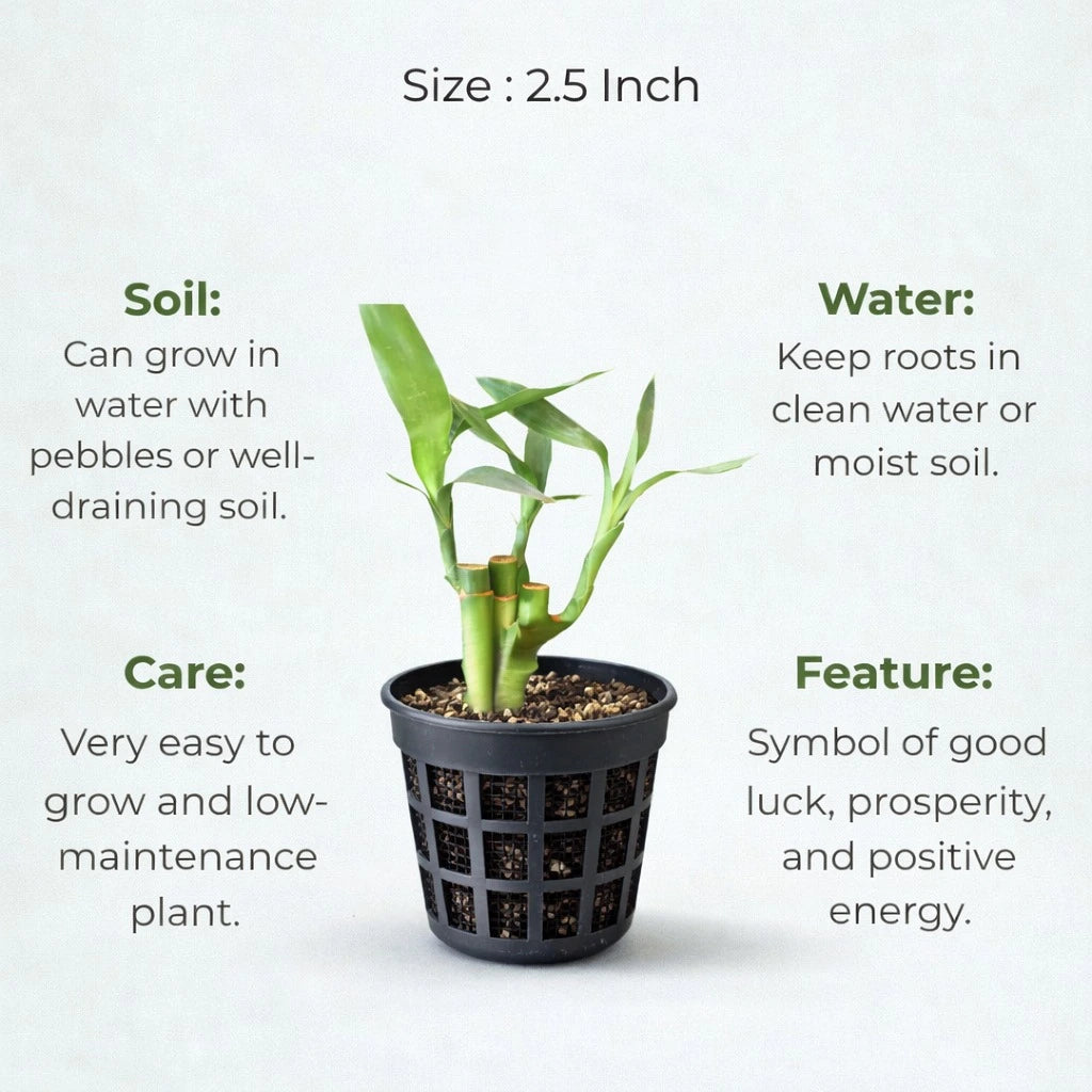 Lucky Bamboo Plant Saplings (3pcs)