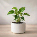 Money Plant Sapling (1pc)