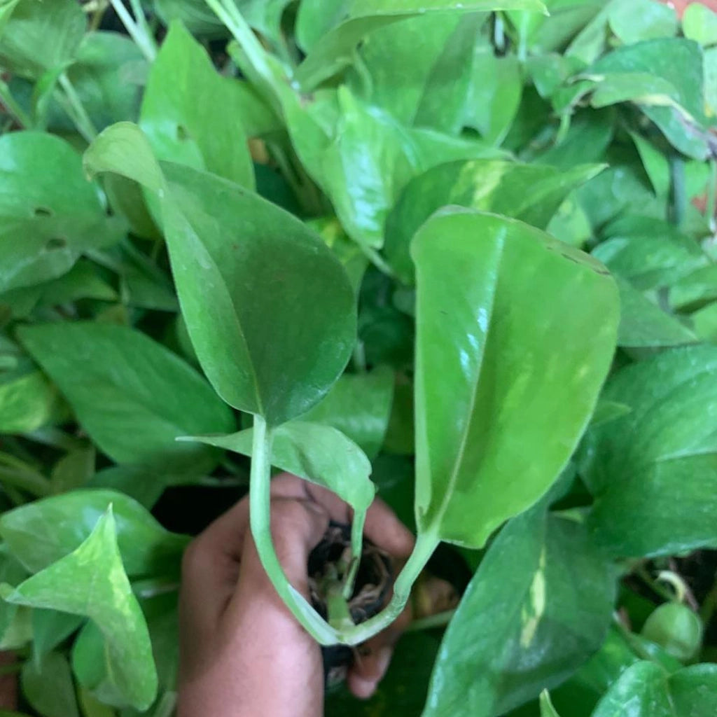 Money Plant Sapling (1pc)