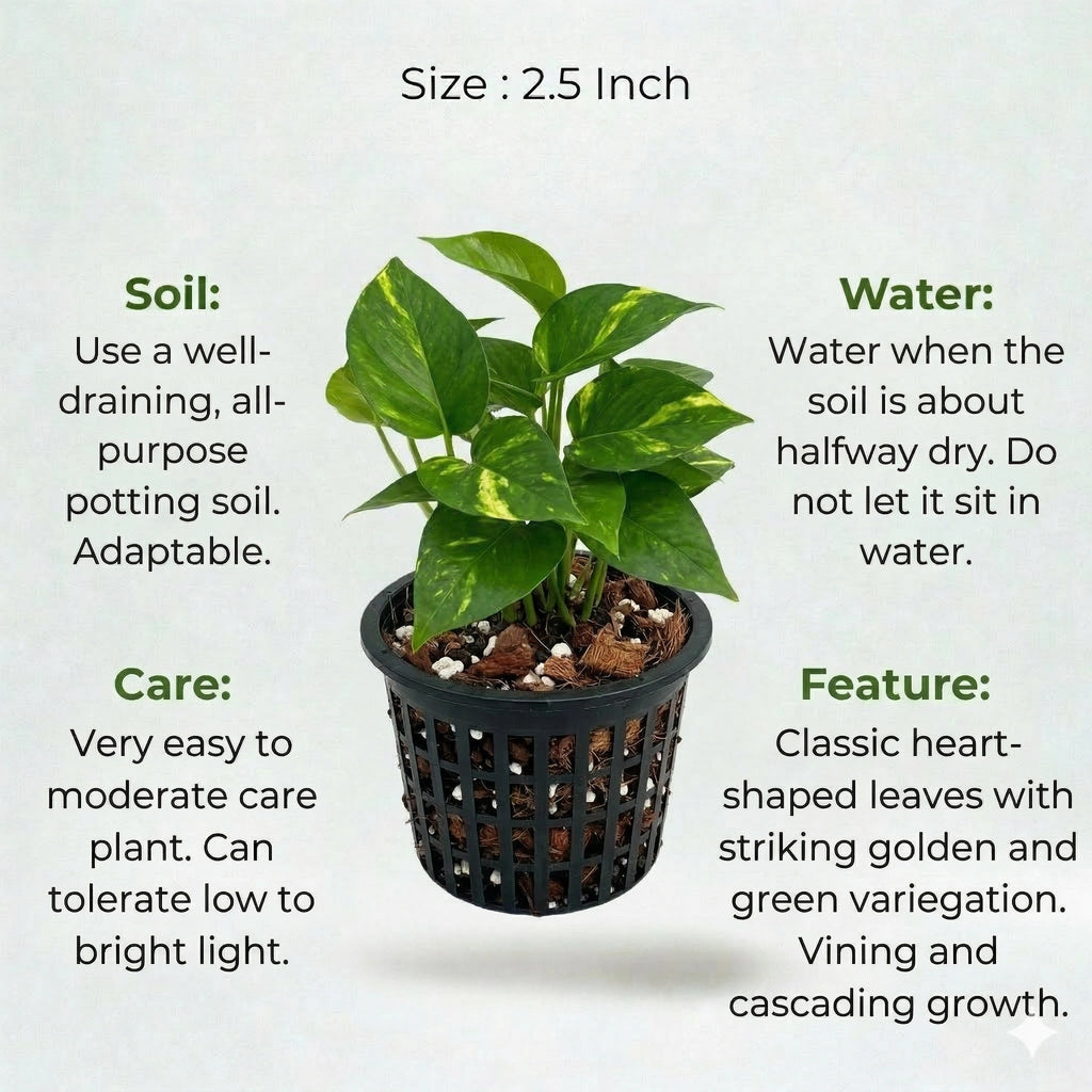 Money Plant Sapling (1pc)