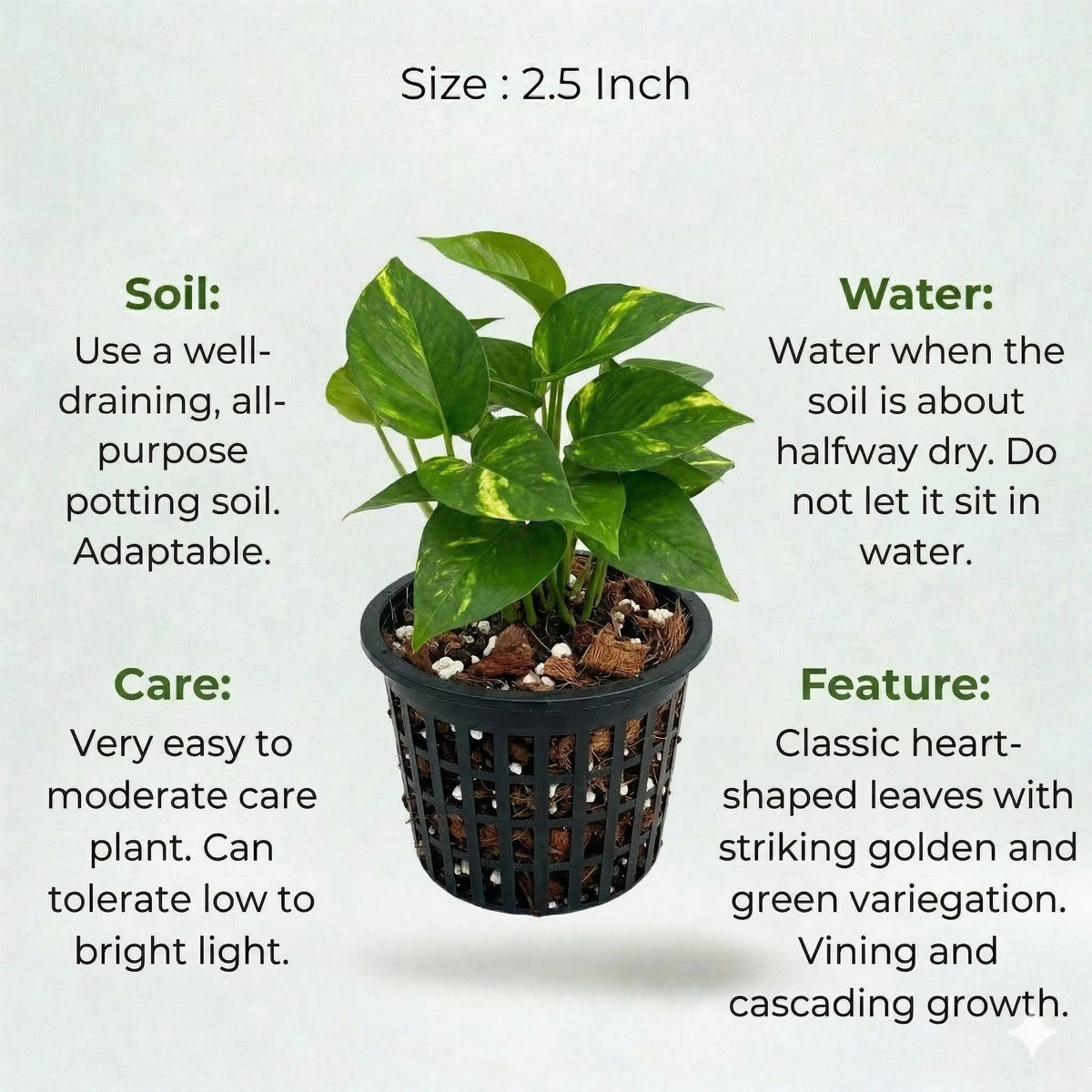 Money Plant Sapling (1pc)