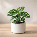 Monstera Broken Heart Plant Sapling (1pc)