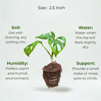 Monstera Broken Heart Plant Sapling (1pc)