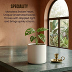Monstera Broken Heart Plant Sapling (1pc)