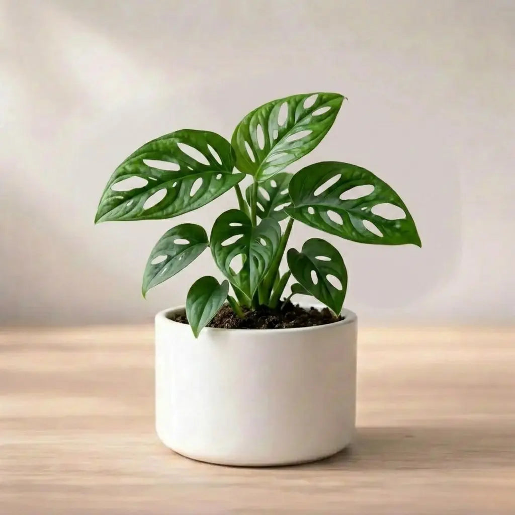 Monstera Broken Heart Plant Sapling (Pack of 5)