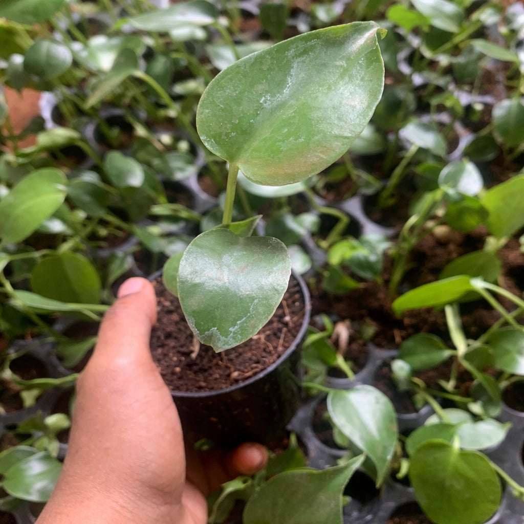 Monstera Deliciosa Plant Sapling (1pc)