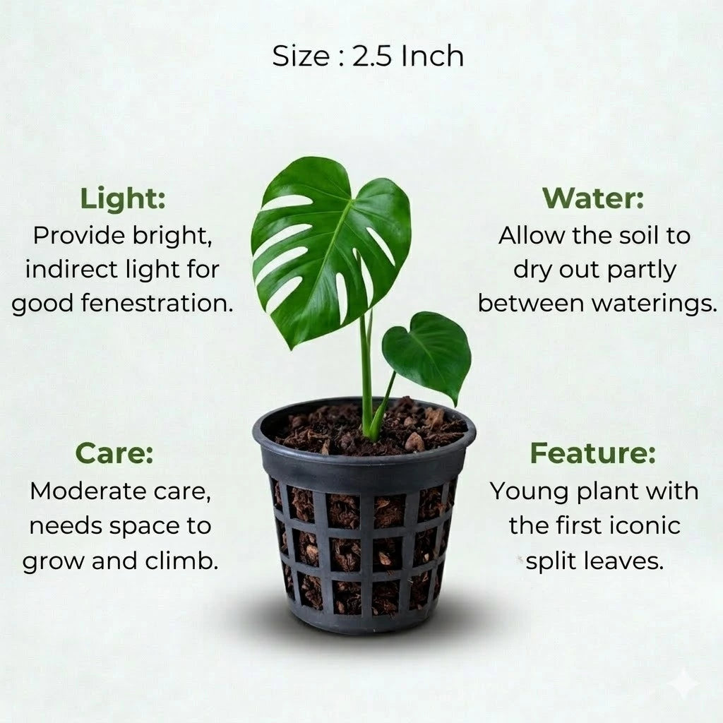 Monstera Deliciosa Plant Sapling (1pc)