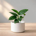 Monstera Peru Plant Sapling (1pc)