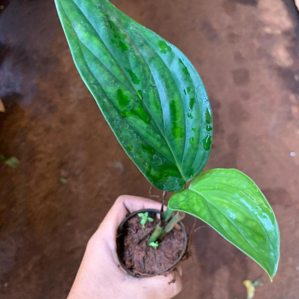 Monstera Peru Plant Sapling (1pc)