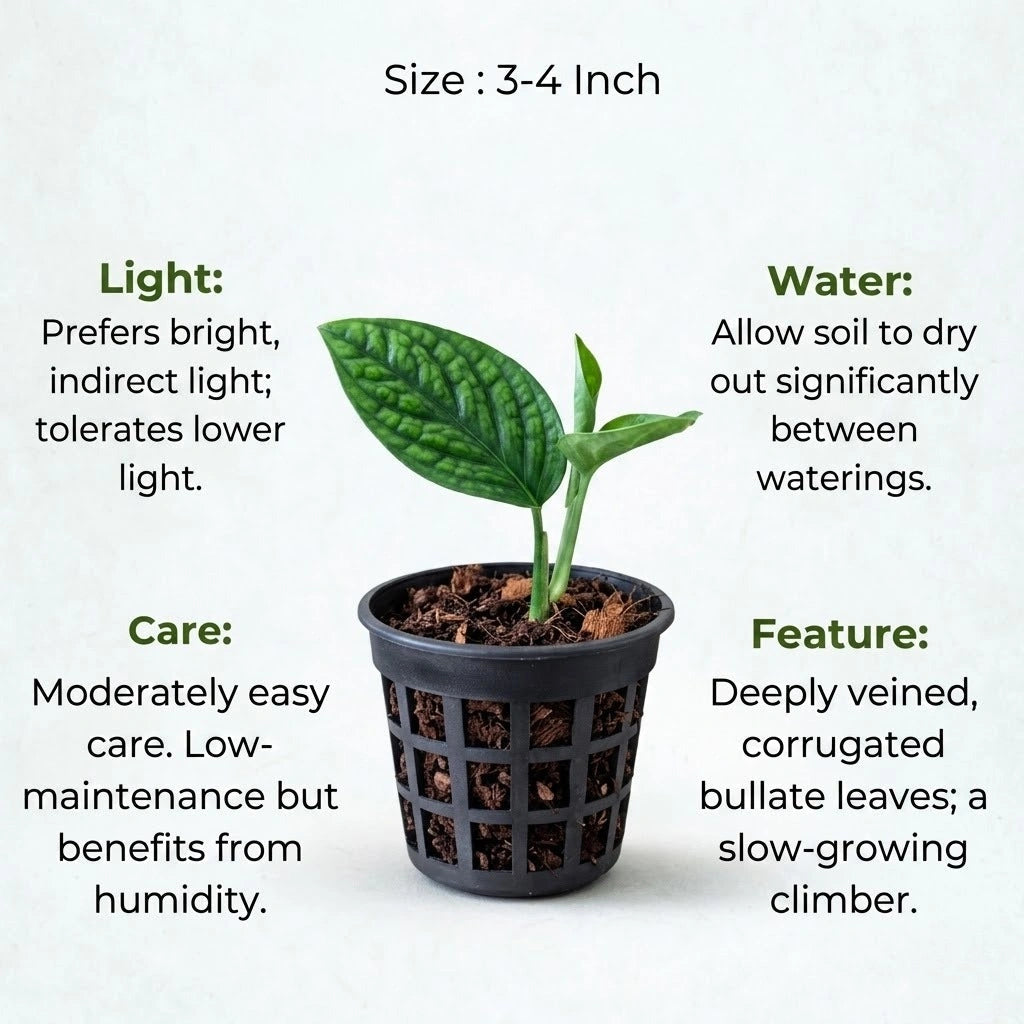 Monstera Peru Plant Sapling (1pc)
