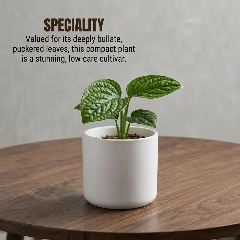 Monstera Peru Plant Sapling (1pc)