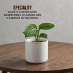 Monstera Peru Plant Sapling (1pc)