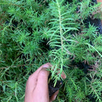 Moss Rose Plant Sapling (1pc)