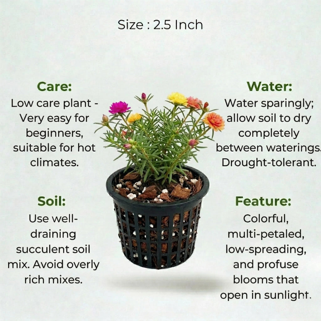 Moss Rose Plant Sapling (1pc)