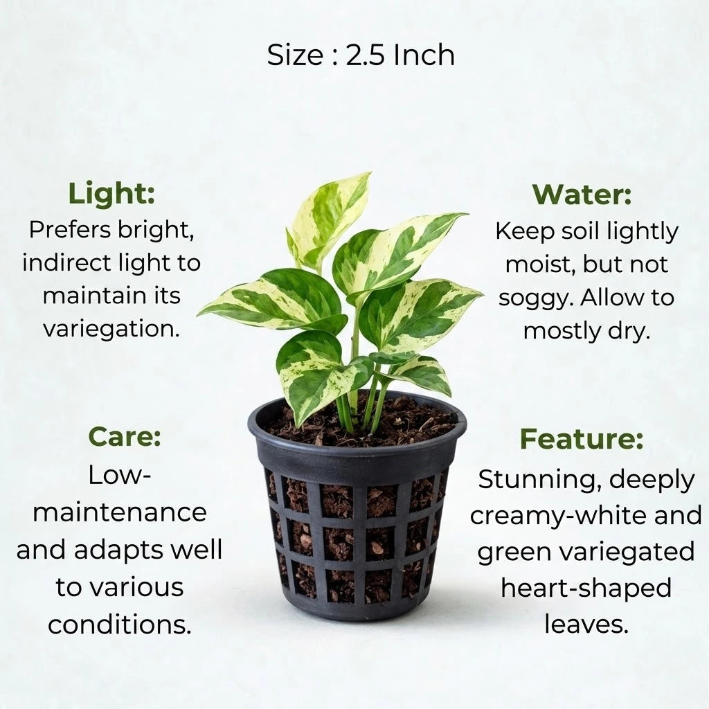 N'joy Money Plant Sapling(1pc)