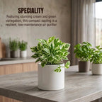 N'joy Money Plant Sapling(1pc)