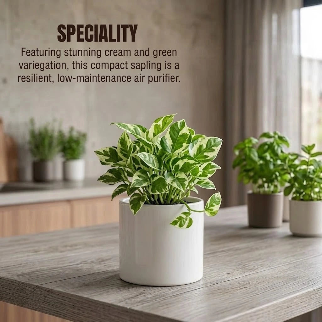 N'joy Money Plant Sapling(1pc)
