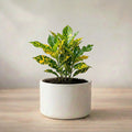 Nimbu Croton Plant Sapling (1pc)