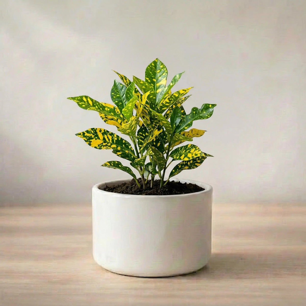 Nimbu Croton Plant Sapling (1pc)