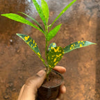 Nimbu Croton Plant Sapling (1pc)