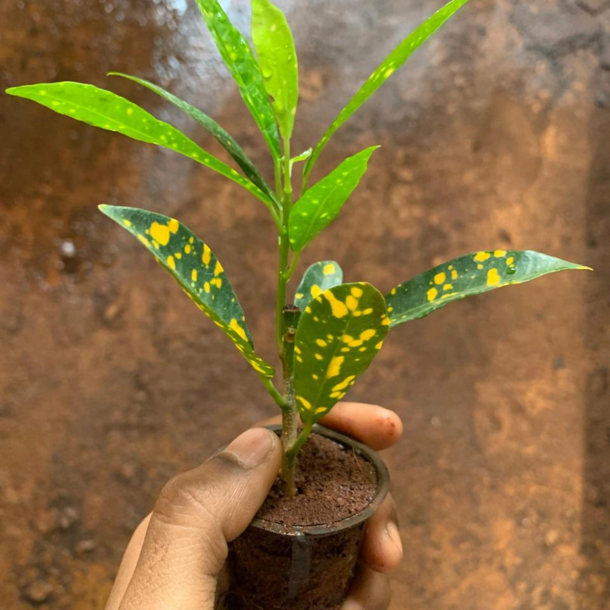 Nimbu Croton Plant Sapling (1pc)