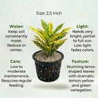 Nimbu Croton Plant Sapling (1pc)