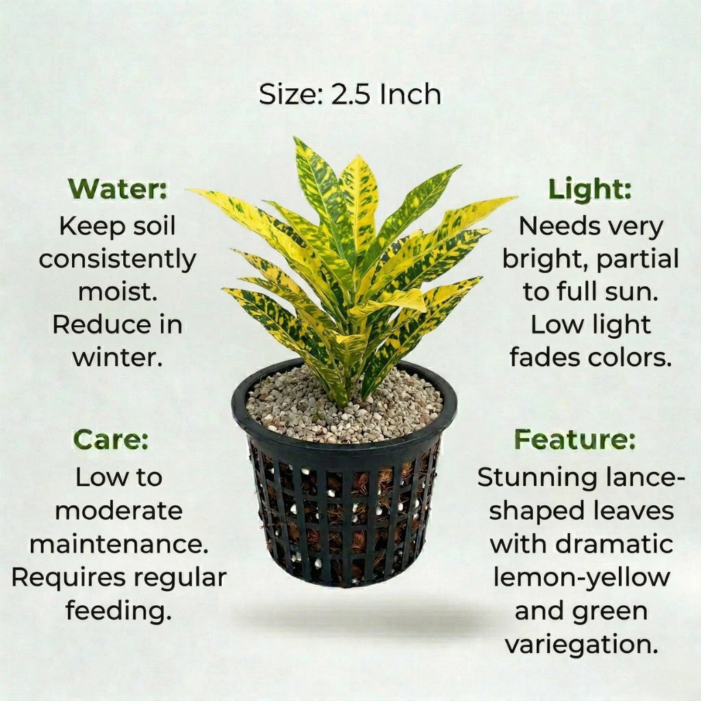 Nimbu Croton Plant Sapling (1pc)