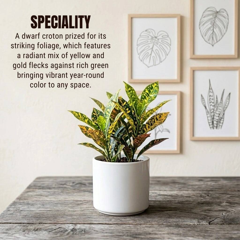 Nimbu Croton Plant Sapling (1pc)
