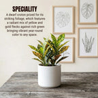 Nimbu Croton Plant Sapling (1pc)