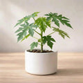Papaya Plant Sapling (1pc)
