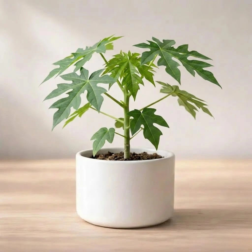 Papaya Plant Sapling (1pc)